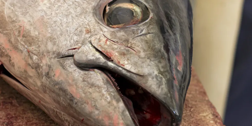 Fuentes plans to focus on its main strength: Bluefin tuna