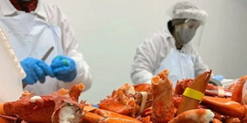 Inland Seafood’s Inland Lobster facility is one of the largest packers of lobster in the state of Maine, according to the company.