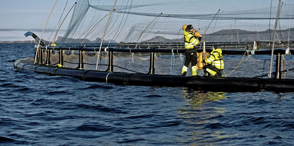 Akva works together with many major salmon producers, including Mowi.