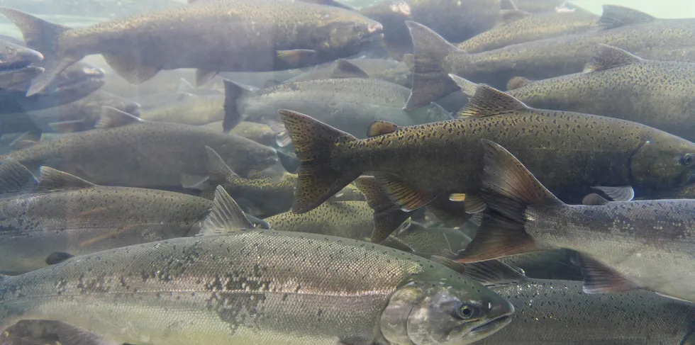 Wild salmon.