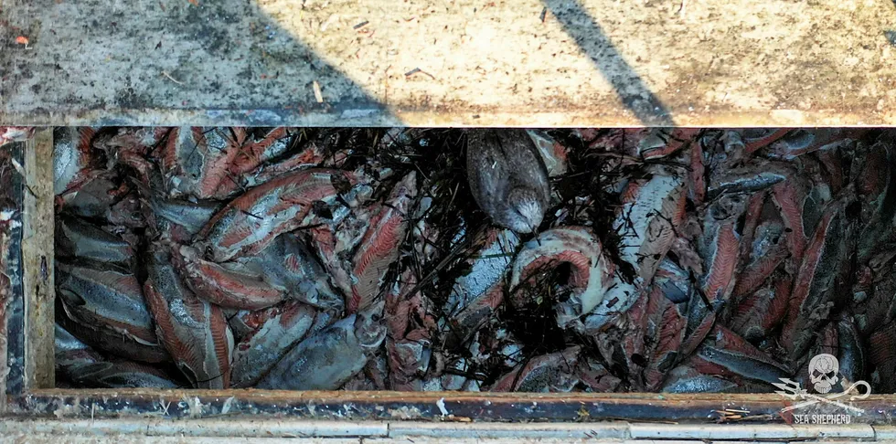 A shot of dead salmon in a bin taken from Sea Shepherd drone footage of what is claimed to be Cermaq's farms.