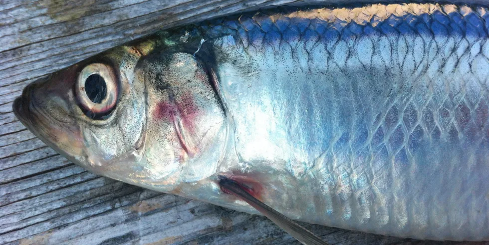 Herring and mackerel fisheries losing Marine Stewardship Council (MSC) status isn't the fault of industry, but politicians, IFFO argues.