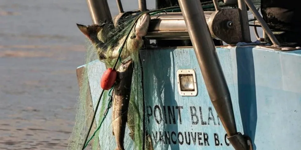The F/V Point Blank gillnetting for chum on the Fraser River in British Columbia. A DFO decision for 2021 will close 79 fisheries in British Columbia and Yukon.