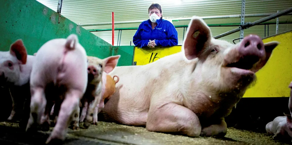 Asian swine flu could be good for the health of the seafood sector.