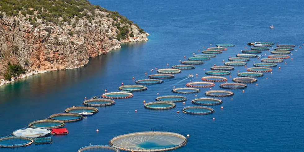 'Many farmers, especially in Turkey have already made a shift from bass to bream,' Kontali senior analyst Chris van Bussel said.