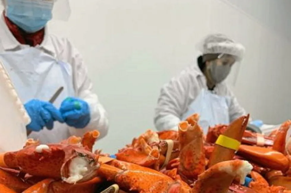 Luke's Lobster and Inland Lobster are two of the largest lobster buyers and processors in Maine,
