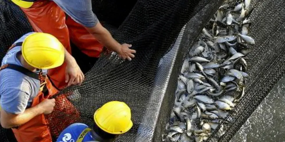 Menhaden fishing in Virginia will see further restrictions that will impact Cooke-owned Omega Protein.