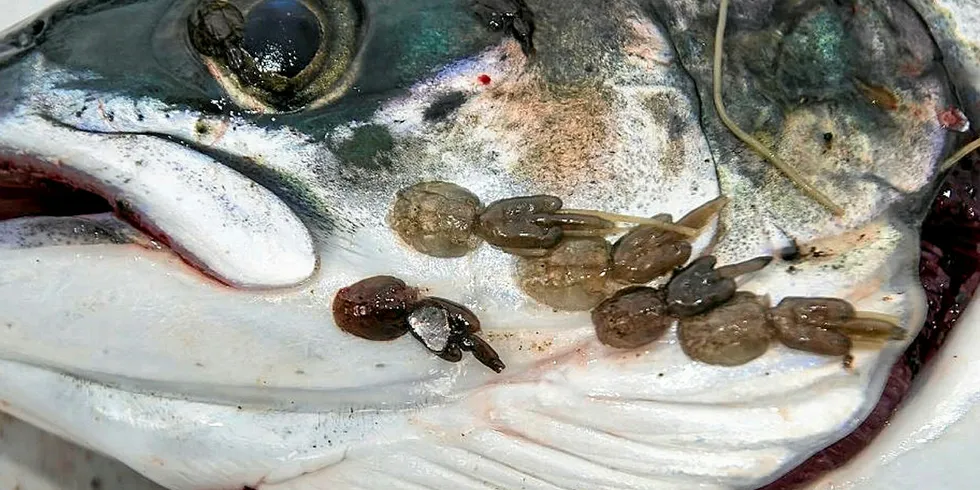 Researchers are finding new feeds to prevent salmon lice.