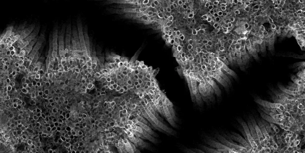 Electron microscope image of titanium dioxide nanotubes — 10,000 times finer than a human hair — being used in a type of hybrid solar cell