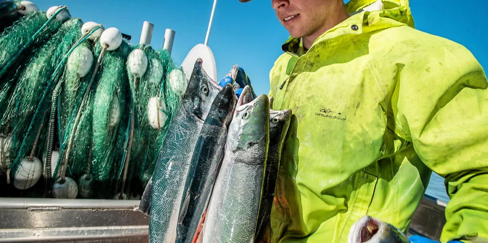 Copper River salmon, which typically fetch high prices in the US market, saw price declines this year.