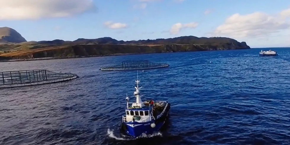 Local media is reporting as many as 80,000 salmon worth a total of €2.4 million ($2.8 million) were killed as a result of the bloom.
