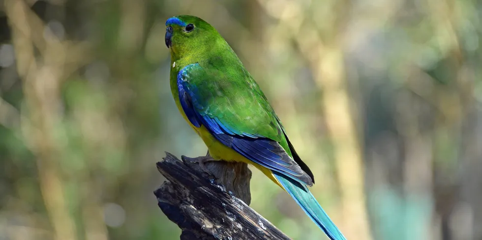 An orange bellied parrot.