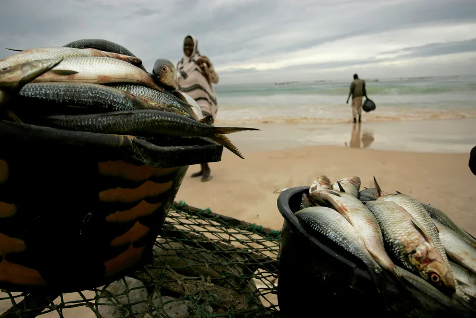 Premium catch: the waters off Mauritania have also been kind to BP and Kosmos