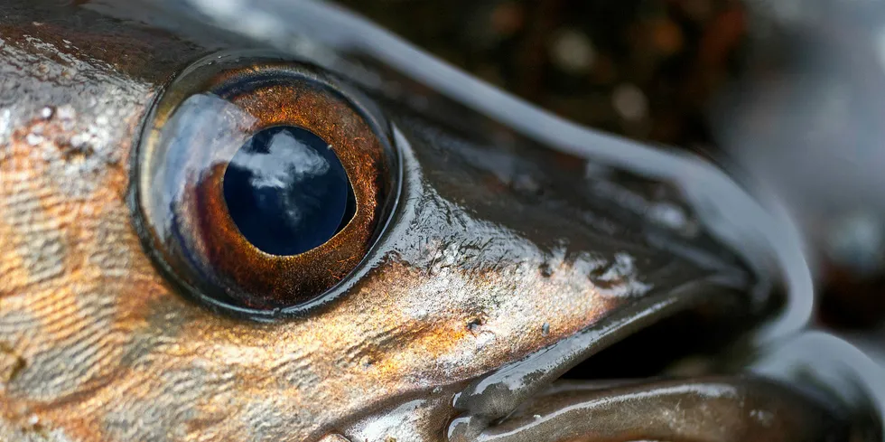 All eyes are on the the 2020 Alaska pollock quota meetings over the next few weeks.