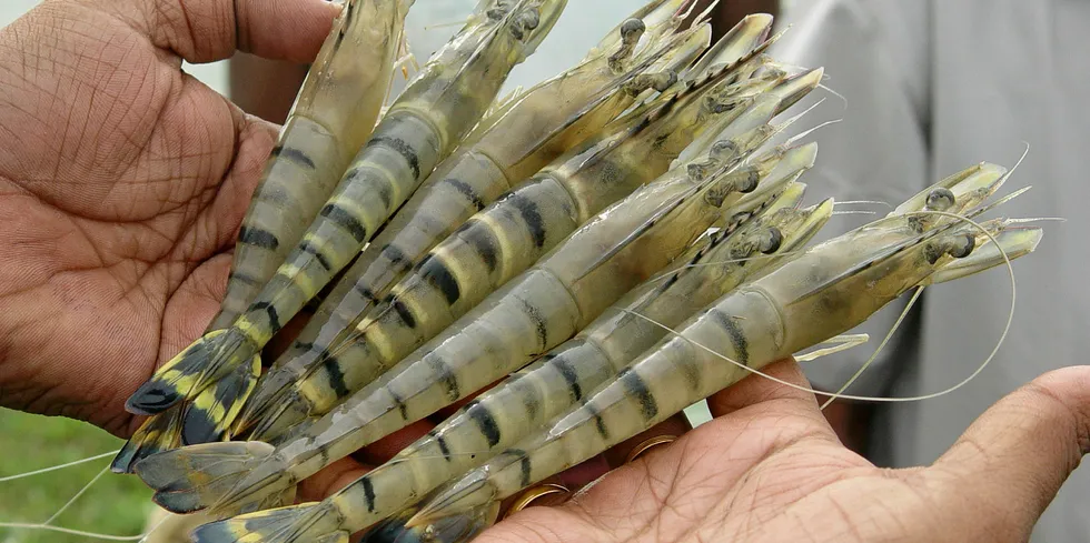 Seafarms' Project Sea Dragon will involve construction of about 10,000 hectares of ponds and about 15,000 metric tons of shrimp per year.
