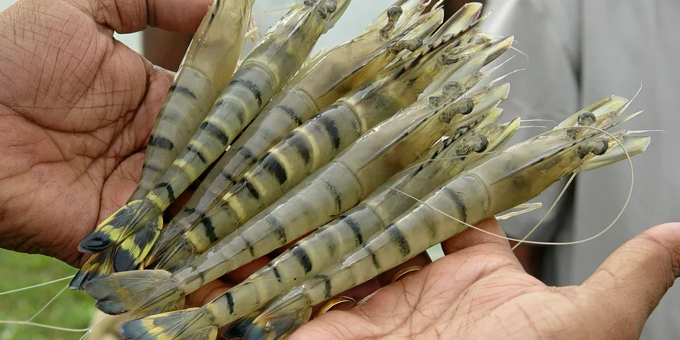 Could this move promote the growing production of black tiger shrimp in the country?