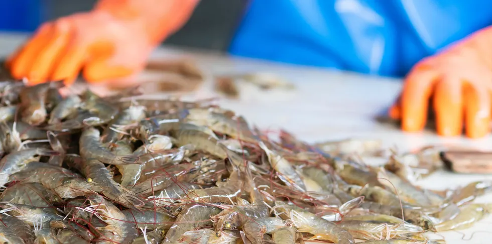 Indian shrimp processors are under scrutiny for labor abuses after three new reports.