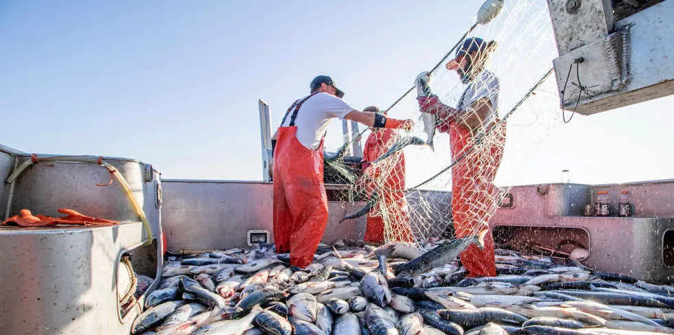 Processing plants are churning, the winds are howling and sockeye are pouring into Bristol Bay.