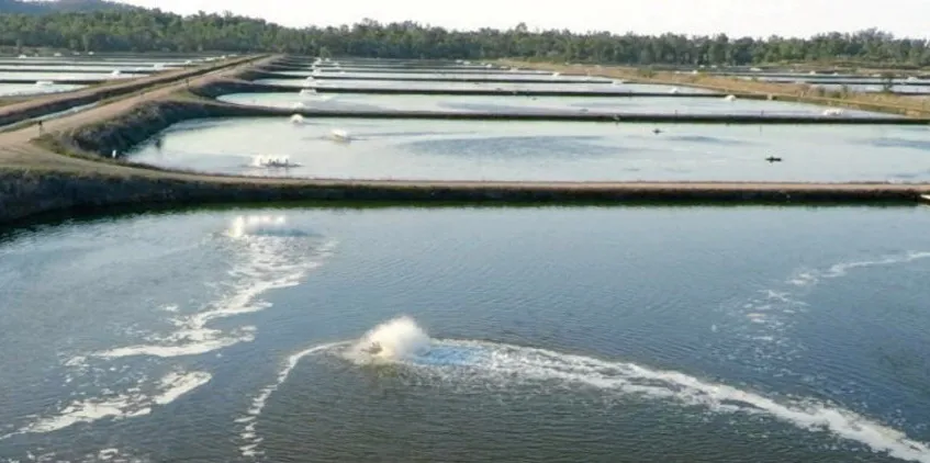 Project Sea Dragon's Northern Territory growout ponds, Australia.