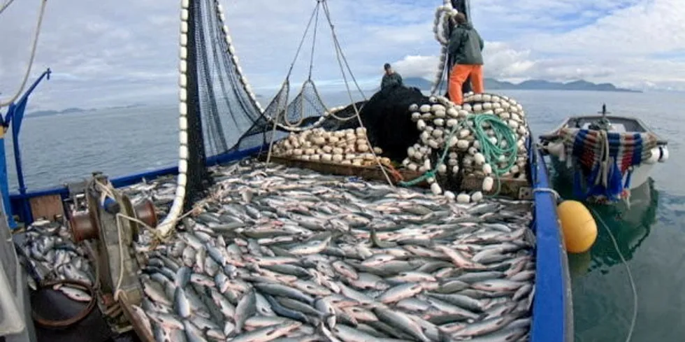 Pink salmon, which made up half of last year's overall harvest, is predicted to be down in 2024.