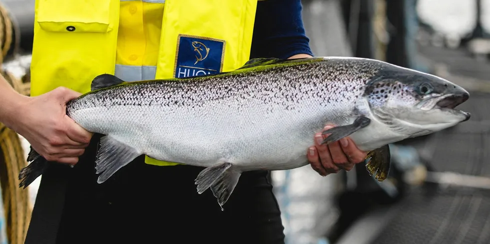 A Huon farmed salmon. Stock discrepancies have revealed the possible theft of $1.6 million worth of salmon.