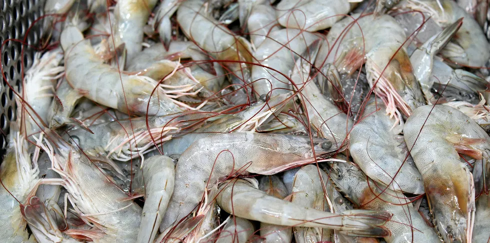 Farmed shrimp ready for processing.