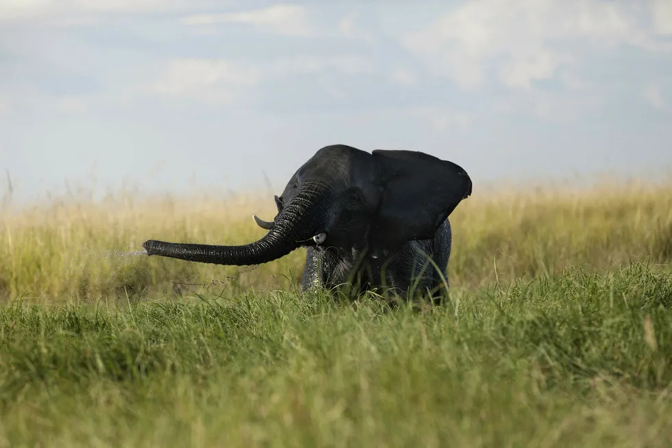 Botswana exploration: Strata-X has increased its acreage position in the African country