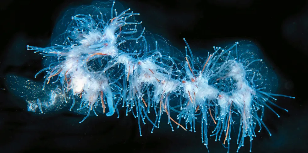 The jellyfish species lives in a colony made up of many small jellyfish, and some of them have strong venom to protect the colony and obtain food.