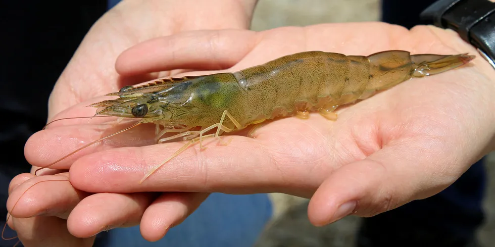 Fresh shrimp from an organic farm at Ecuadorian producer Omarsa.