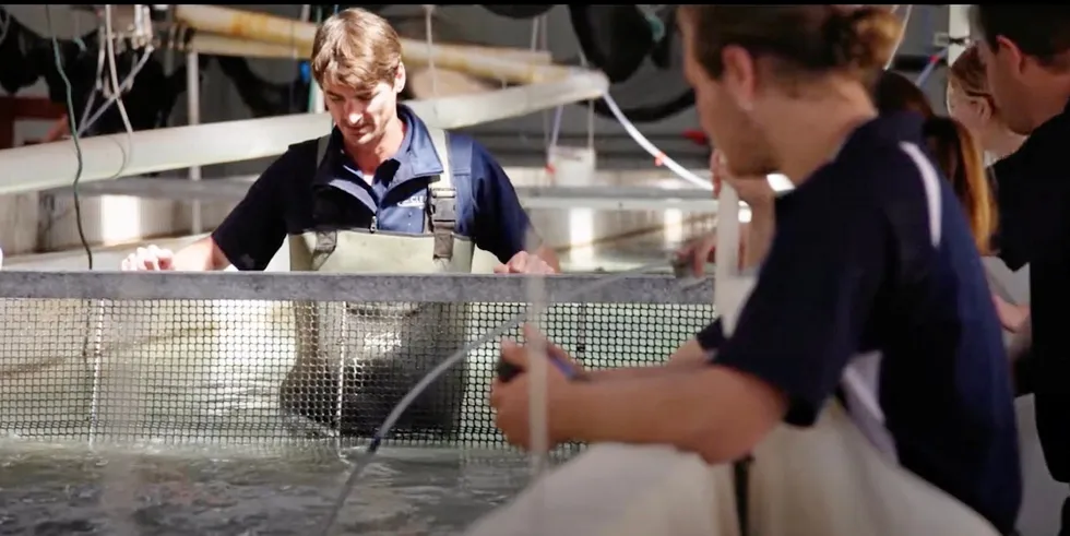 Outside of Japan yellowtail kingfish production has grown significantly in recent years, with a global growth rate of around 28 percent per year between 2013 and 2021.
