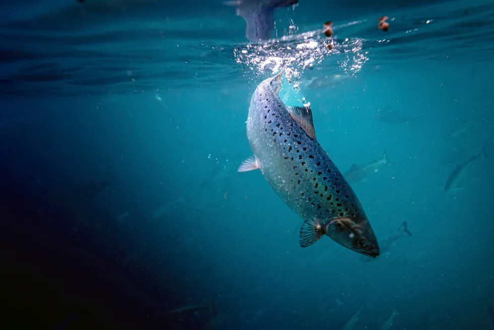 Salmon company CEOs answer your questions from International Salmon Week.