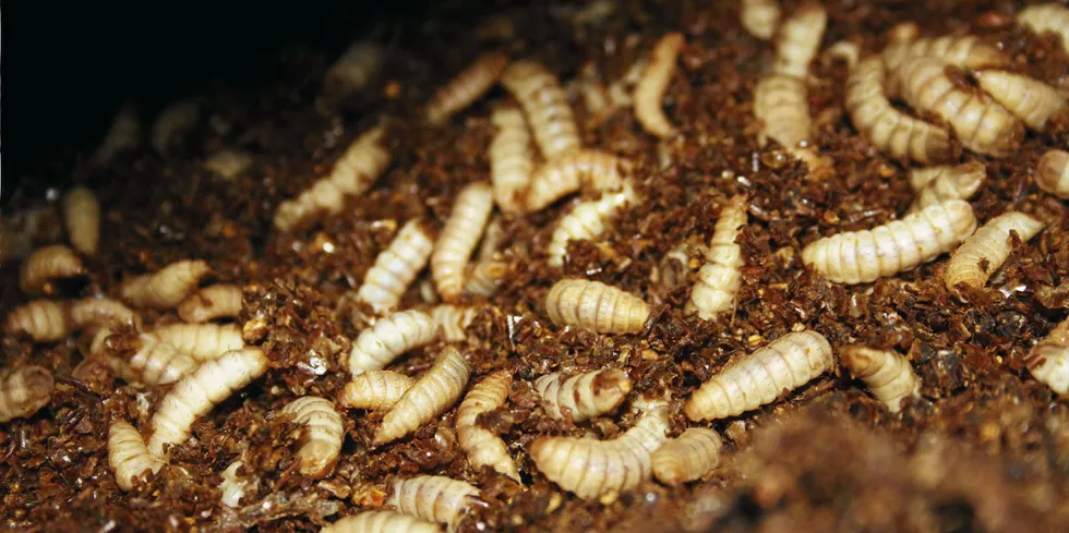Agronutris is the first French biotech company to specialize in black soldier fly rearing and transformation into high quality proteins.