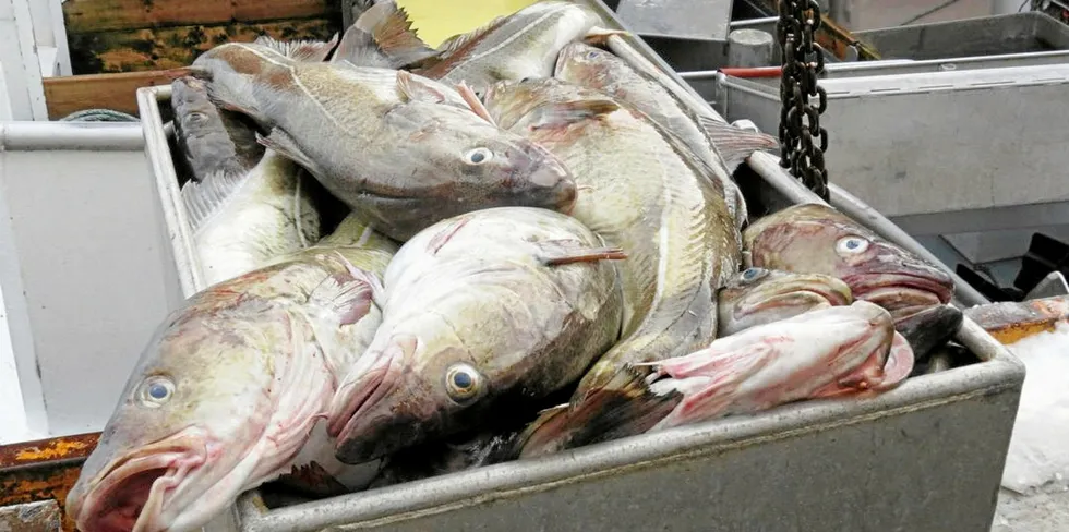 Barents Sea Cod. Barents Sea Cod.