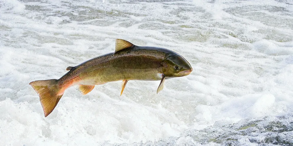 Atlantic salmon