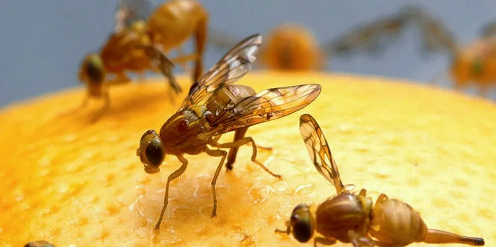 Yum. Fruit flies.