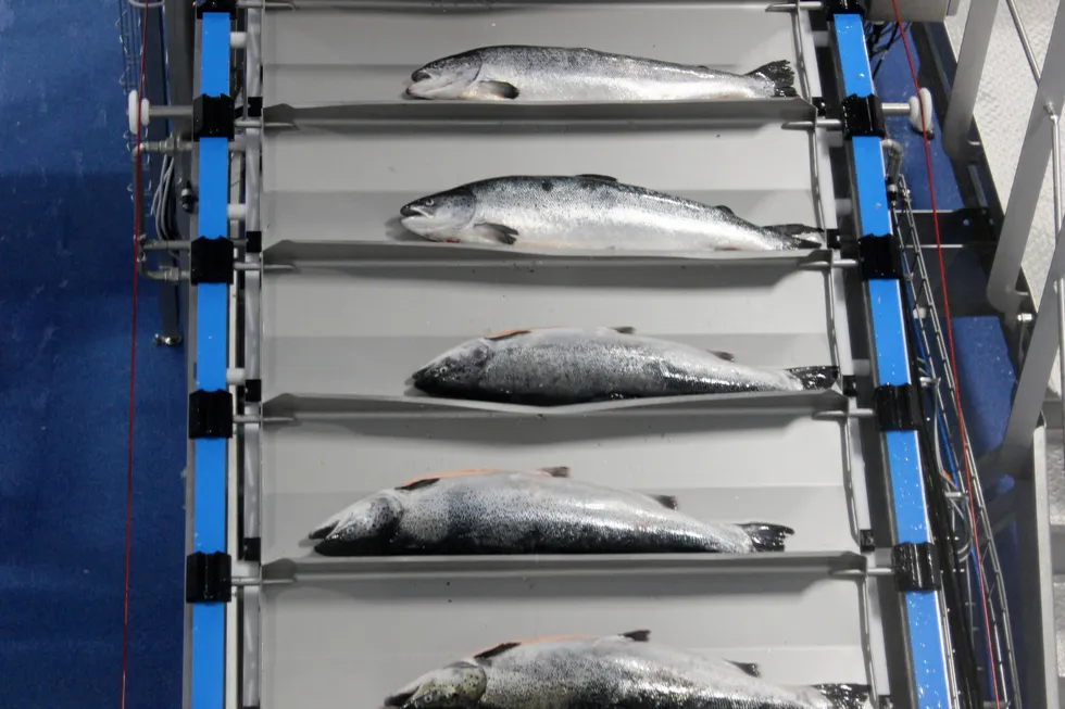 Norwegian salmon prices are seen lower into next week, reversing a recent upward trend.