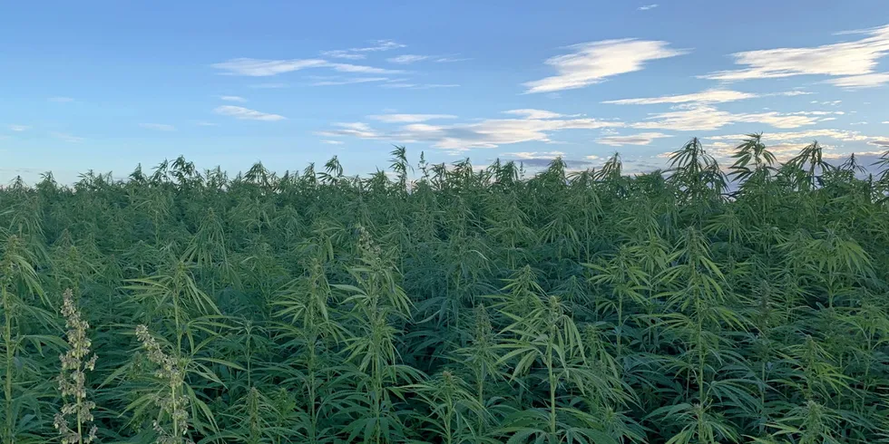 Rare Earth Global expects to be the largest UK-based hemp processor by next year.