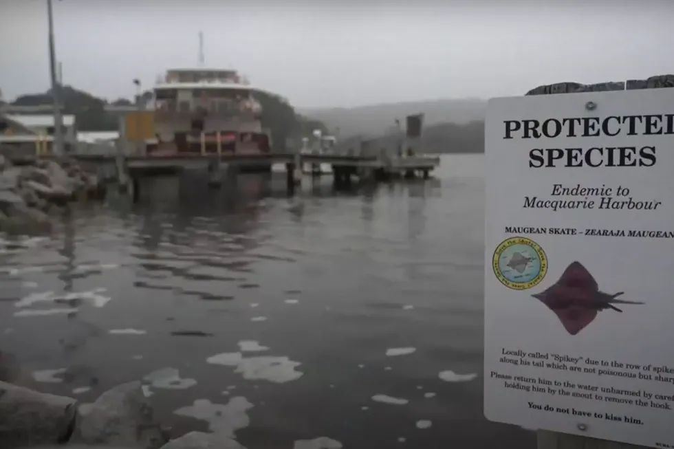 The endangered Maugean Skate is at the center of much of Tasmania's opposition to the salmon farming industry.