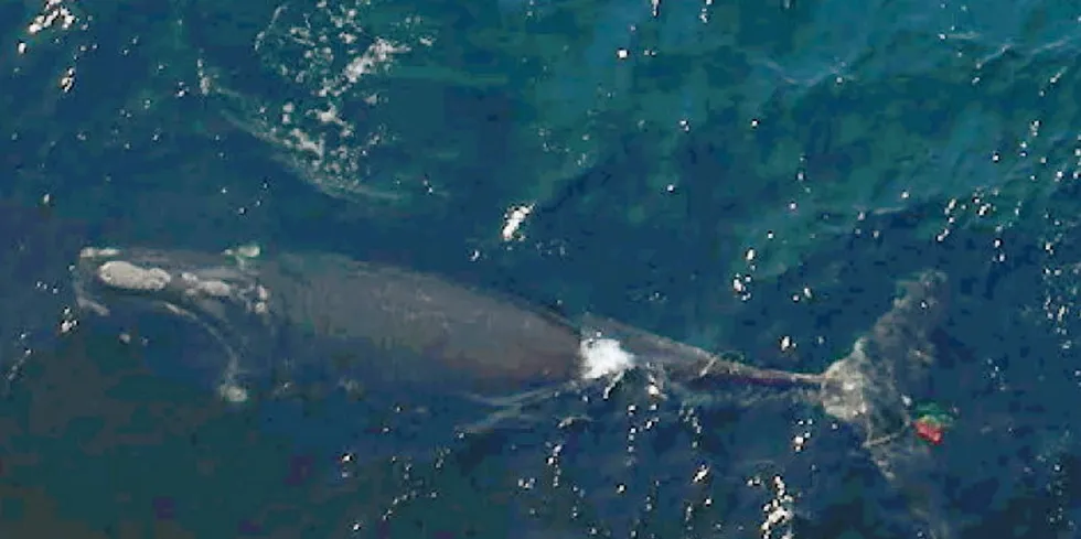 The right whale in 2022 was seen entangled in fishing gear off the coast of New Brunswick, Canada.