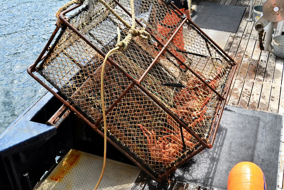 The is a chance that a small Bristol Bay red king crab fishery will be allowed this year.