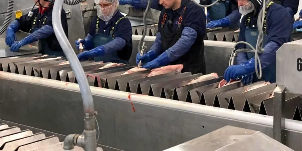 Workers at OBI's Wood River salmon processing facility. A class action suit has been filed against the Cooke-Bristol Bay Economic Development (BBEDC) group for alleged wage theft by workers at the group's Naknek, Alaska operation.