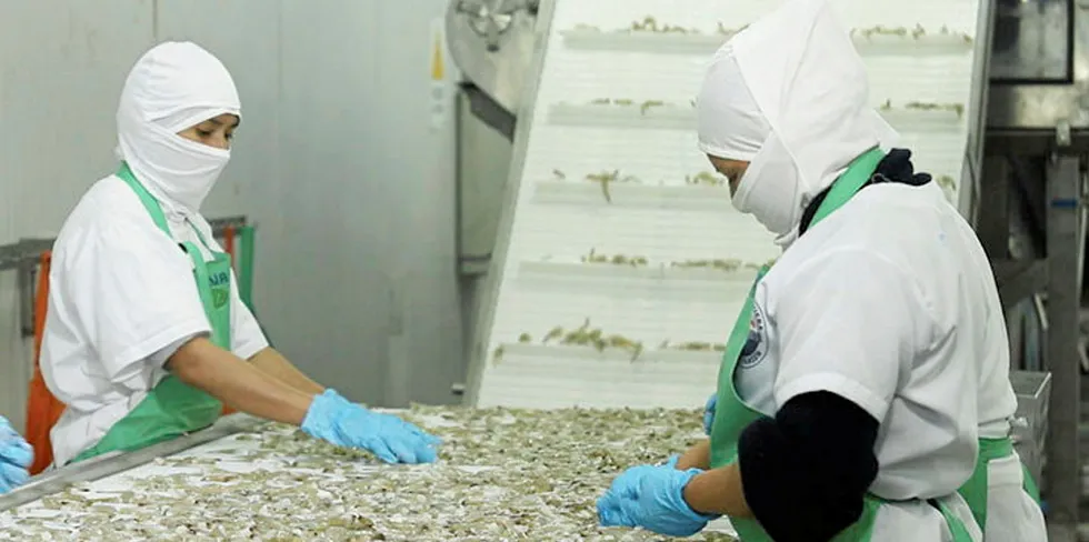 US orders are keeping Ecuador shrimp packers busy.