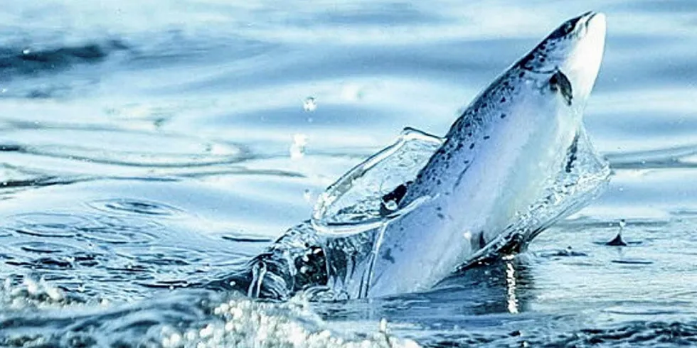 Here are the largest recorded farmed Atlantic salmon escapes in history
