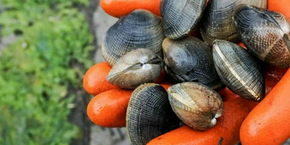 Taylor Shellfish in Washington state is a major US shellfish producer.