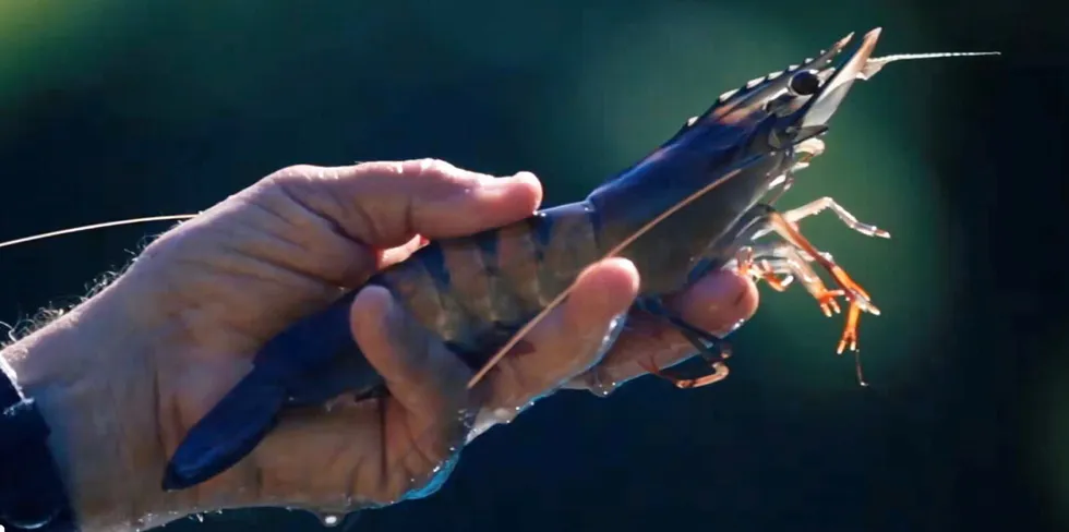 The group harvested 367 metric tons of black tiger shrimp and 893 metric tons of banana shrimp in the year.