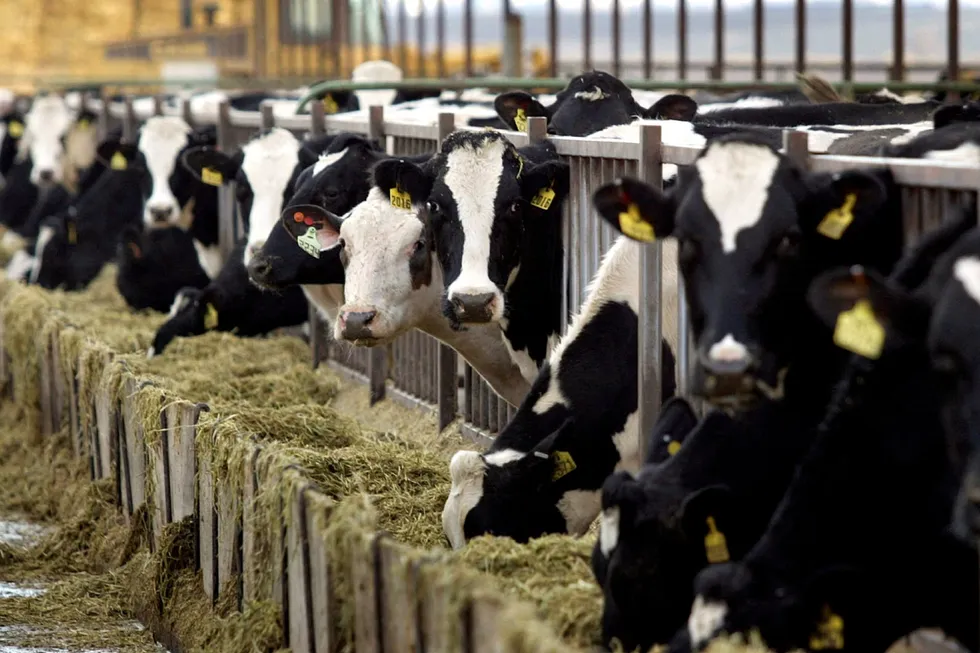 'Moo'ving forward: Chevron-led joint venture with California's Vlot Calf Ranch is set to develop its largest RNG facility to date