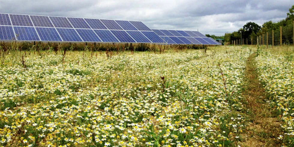 Solar PV plant: Lightsource BP