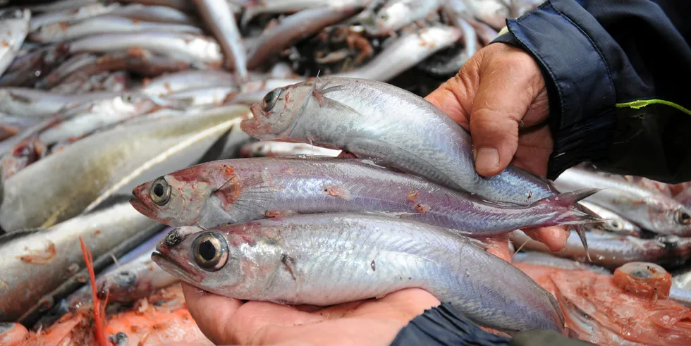North Atlantic negotiators fail to reach agreement on quota allocation for blue whiting, herring
