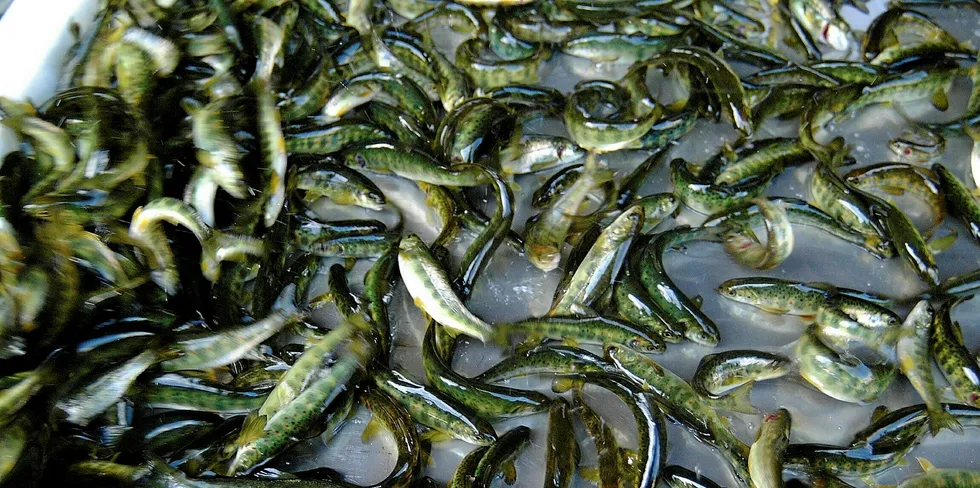 The 150-gram fish were being transfered from Mowi's hatchery in Tosbotn to its broodstock facility in Movik, Sorfold, when the oxygenation supply onboard the vessel shut down