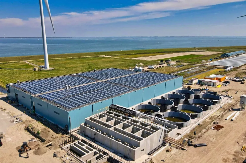 The Kingfish Company's land-based yellowtail facility in the Netherlands.
